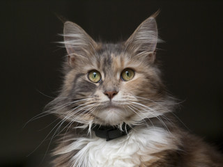 mainkun © Henryk Olszewski