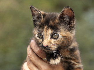 kocię © Henryk Olszewski