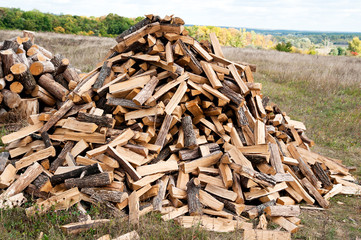 Pile of firewood in a forest