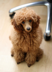 Toy poodle