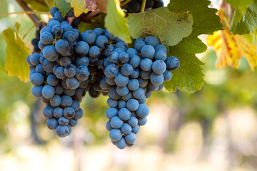 Bunch of blue grapes