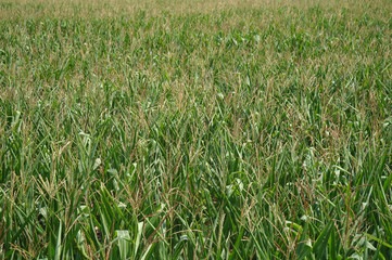 Obraz premium This corn field is vivid green in the summer sun.