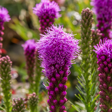 Liatris spicata 1
