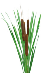 Massette (Typha), ou roseau des étangs
