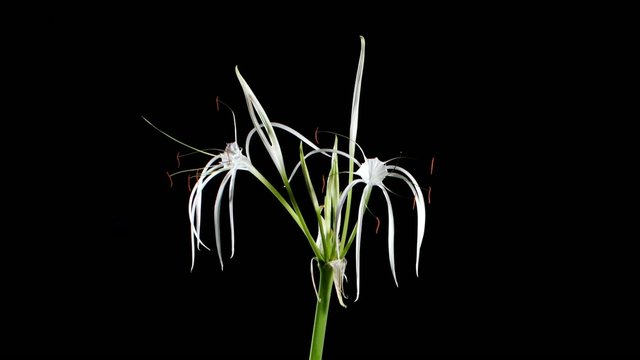 Time-lapse Opening white amaryllis