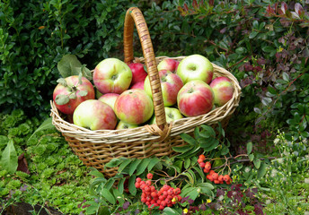 Ripe fresh apples in the basket