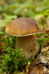 Porcini mushrooms