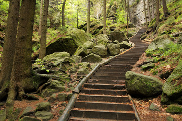 Waldtreppe