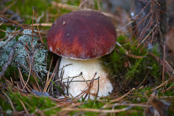 edible boletus