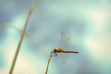 L'immobilité de la libellule