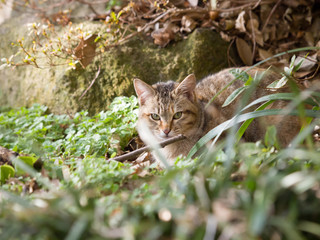 Obraz premium Cat Looking At Camera