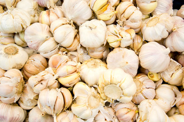 Garlic