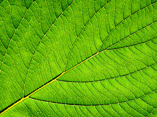 Background of green leaf in sunlight