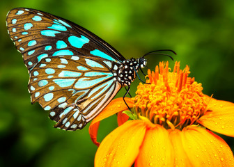 Fototapeta premium Niebieski motyl