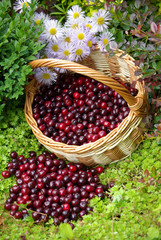 Ripe cherries in the basket