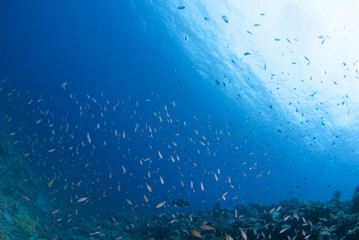 Fototapeta na wymiar Pełna podmorski ryby u ni grupa taneczna nieznacznie
