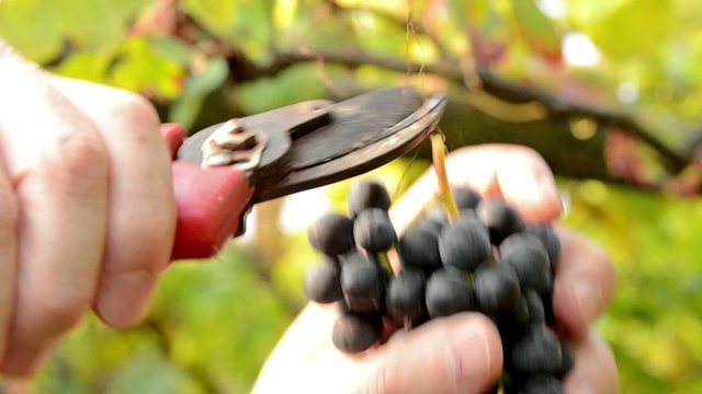 harvesting a bunch of grapes