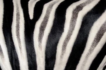 Obraz na płótnie Canvas background which the hide of zebra is represented on