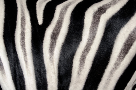 background which the hide of zebra is represented on