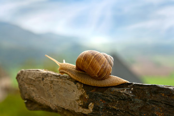 Snail on the old stone