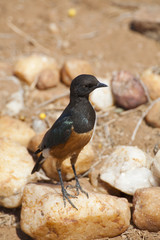 Exotic bird in Kenya