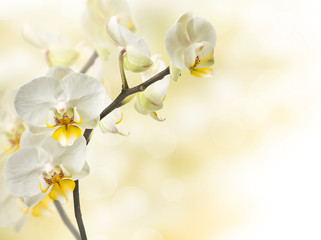 twig blossoming orchids
