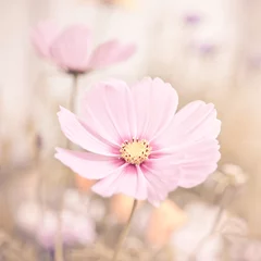 Wall murals Daisies Flowers in pastel colors