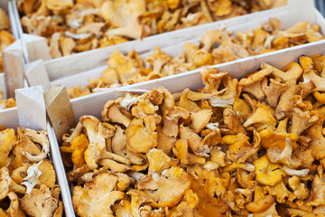 Pfifferlinge auf Wochenmarkt