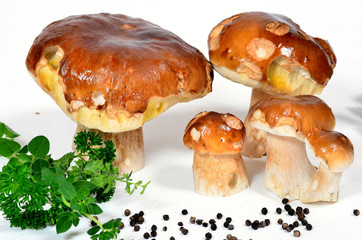 Pilze Steinpilz