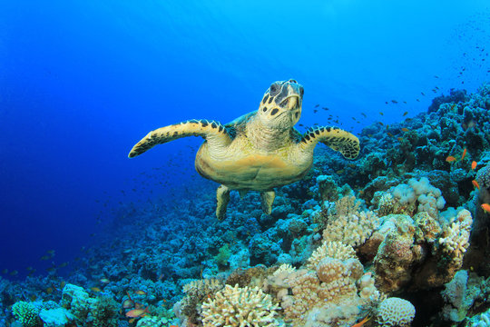 Hawksbill Sea Turtle swims over coral reef