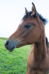 Fototapeta premium Horse portrait