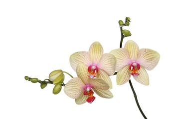 Naklejka na ściany i meble Moth orchid