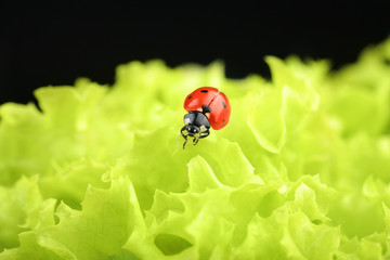 Red ladybug on green leaves