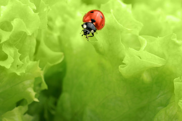 Red ladybug on green leaves