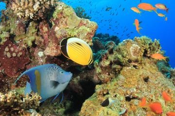 Yellowbar Angelfish and Butterflyfish on coral reef