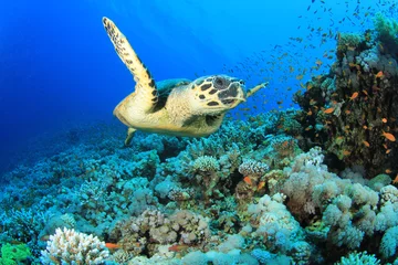 Photo sur Plexiglas Tortue Tortue de mer et récif de corail