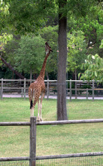 giraffa © Lifeinapixel