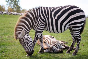 Fototapeta na wymiar Zebry (afrykańskie koni, rodzina koni)