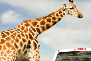 Giraffe (Giraffa camelopardalis) over blue sky