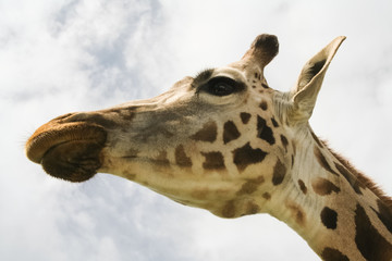 Giraffe (Giraffa camelopardalis) over blue sky
