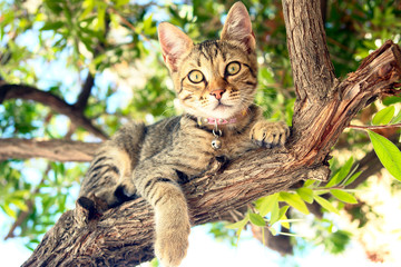 A Cat sitting on a tree - 45068286