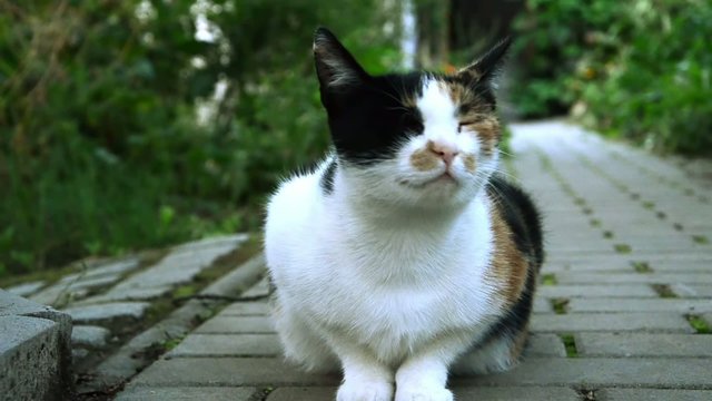 cat portrait