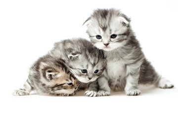 Fototapeta premium Three little kitten