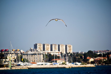 Sea gull flying near Zadar