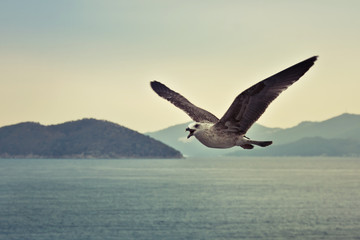 Squawking seagull in flight against Greek island backdrop