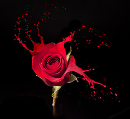 Fototapeta premium red rose splashes