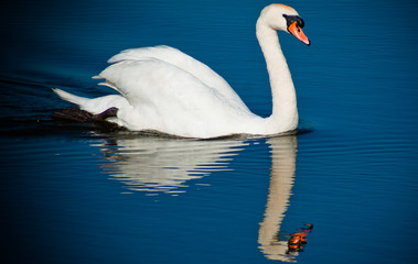 white swan