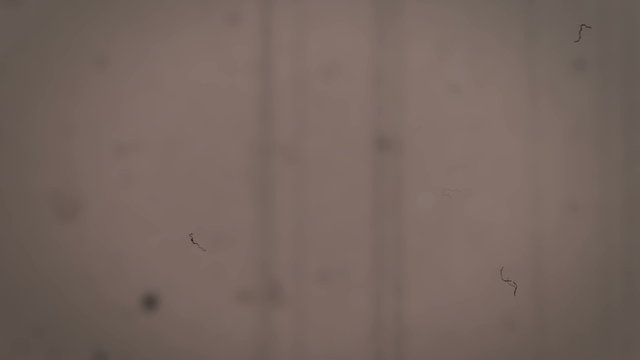 film damage