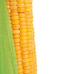 Corn in cob