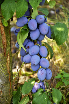 Plums on a tree